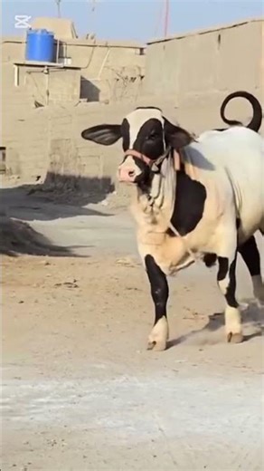 A Day in the Life of a Farm:220_Day challenges Recap #cow #buff