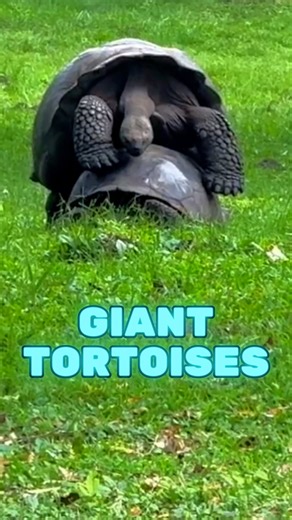 1.4K views · 11 reactions | Giant Tortoises in the Galápagos Islands...