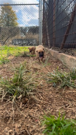 Y’all… the glow-up is REAL. These babies have gone from scared & starving to wiggly, kissy, playful little nuggets in less than a week. 💜 Their personalities are unlocking and we are obsessed. If you were one of the first 9 people to donate… it’s time to name your puppy! I’m posting each puppy’s photo in the comments so you can choose your name under their picture. And good news: If you missed out… you still have a chance to name a puppy! We have more mouths coming (we’re currently working on t