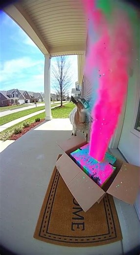 Goat Creates a Neon Eruption 🌈🐐💥🔥#shorts #goat #funny