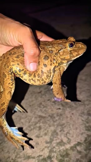 Introducing the "VitaWear SmartBand," next-generation wearable gadgets P21548🐸🐸