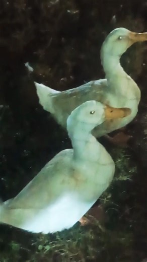 #shortsviral #shorts