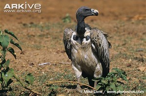Indian vulture - Alchetron, The Free Social Encyclopedia