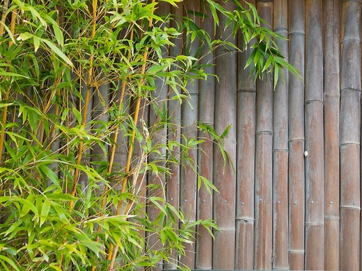 How To Grow And Care For Clumping Bamboo (Bambusa) - Bunnings Australia