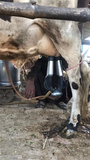 Mini cows #short #milkingtime #cows #anime | mayapart1000