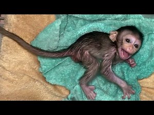 BABY MONKEY TANTRUM WHEN USING MILK AND CALM WHEN FULL