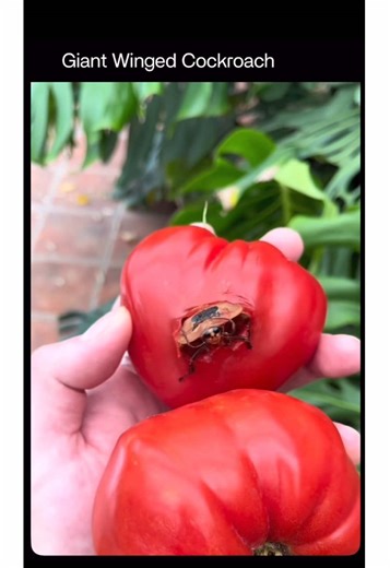 The giant winged cockroach is one of the largest cockroach species in the world, known scientifically as Megaloblatta longipennis. This impressive insect can grow up to 9-10 cm (about 4 inches) in body length, with a wingspan that can reach 17-18 cm (around 7 inches)-making it the cockroach with the largest recorded wingspan on Earth.