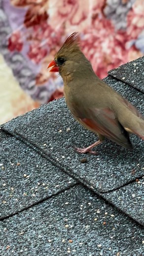 9.7K views · 28 reactions | On average, northern cardinals can live up to 3-5 years in the wild, although some individuals have been known to live longer. Considering their breeding frequency and lifespan, a northern cardinal could lay eggs anywhere from 6 to 20 times or more in its lifetime. However, this is just an estimate, and individual experiences may vary. | Animal World | Facebook