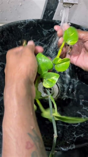 How to remove whiskey bottle sealed cap #homedecorideas #homedecor #home