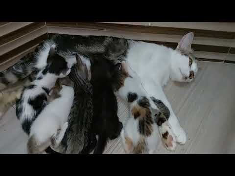 This Cat Adopted 3 Orphan Kittens and Became Their Mom