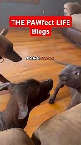 XOLOITZCUINTLI: The mexican hairless dog. #xoloitzcuintli #xolo #dogs #unitedstates #usa #canada