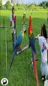 Parrot: introduction, characteristics and behaviors of this beautiful bird