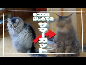 長毛猫、モコ太郎はじめてのサマーカットに挑戦😽#ねこ #cat #サイベリアン