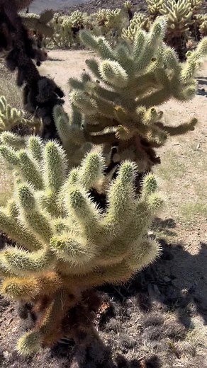 Cholla Cactus Garden a whole different world!🌵🏜️ Joshua Tree National Park, Ca #joshuatreenationalpark #chollacactus #nature #adventure #hiking #roadtrip #desert #outdoors #joshuatree