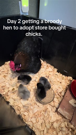 Proud Moments in Chicken Adoption: Bella and Her Chicks