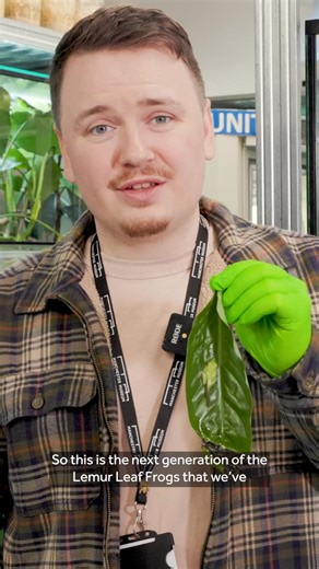 1.1K views · 22 reactions | Lemur Leaf Frogs with Matt | Manchester Museum | Facebook