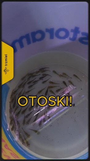 Trzmiel on Instagram: "⚠️Mieliśmy dostawę otosków!⚠️ Przyjechały też: 🐠Akara Electric Blue 🐠Arlekinek wenezuelski 🐠Badis badis 🐠Bojownik 🐠Brzanka Denisoni 🐠Brzanka Titteya 🐠Bystrzyk ornatus 🐠Bystrzyk Pereza 🐠Danio choprai 🐠Danio pręgowany 🐠Garra rufa 🐠Glonojad Red 🐠Glonojad weloniasty 🐠Gupik Endlera 🐠Gupik pawie oczko 🐠Channa bleheri 🐠Hokejówka 🐠Kardynałek 🐠Kirysek albinos 🐠Kirysek Julii 🐠Kirysek Laser Gold 🐠Kirysek panda 🐠Kirysek pigmej 🐠Kirysek spiżowy 🐠Kirysek Sterby