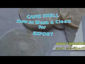 Capiz Shell, Capiz Raw, Capiz Chips, Shapes & Capiz Strands Supplier