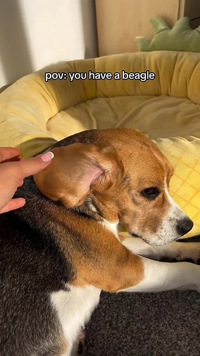 Every Girl Needs Her Beagle: Can You Relate? 😂🐶
