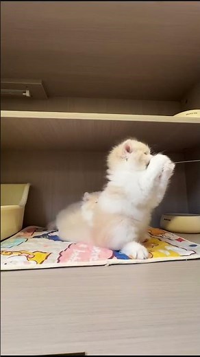 Caught in Mid-Air! 😳 POV: A Fluffy Chinchilla Kitten Goes Full Paw Attack Mode! 🐾✨