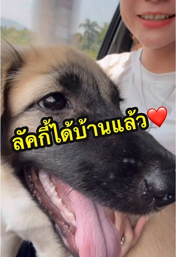 🏠ลัคกี้ได้บ้านแล้วนะคะ🏡 ขอบคุณพี่จิดาภาที่เอ็นดูน้องด้วยนะคะ ขอให้ลัคกี้โชคดีมีแต่คนรัก คนเอ็นดู หม่ามี้ขอโทษน้าที่เลี้ยงน้องไม่ได้ รักลัคกี้มากกกเลยนะ❤️🐶 #เด็กญลัคกี้ #หมาน่ารัก #หมาเด็ก