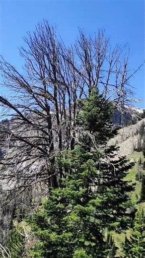 Alta, Wyoming - Grand Teton National Park - Death Canyon Trailhead 38