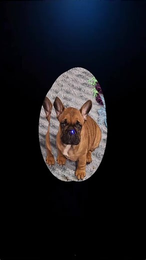 Vidéos de elevage du castelle st claire (@elevage.du.castel) avec оригинальный звук - Furgan Bakinsky