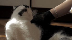 Happy Cat Collection on Reels