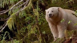 264K views · 3.6K reactions | In a world full of green, the spirit...