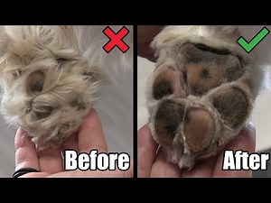 How To Remove Hair From Dog Pads | Scissoring Paws Tutorial