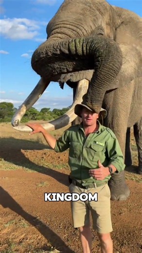 Elephants Never Forget… Here’s Why #shorts #shortfact #quickfact