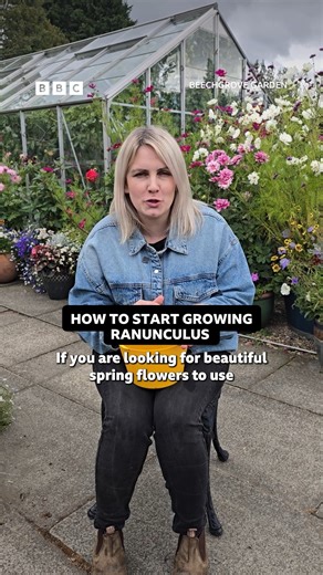Be your future friend and plant spring-flowering ranunculus now! Watch Beechgrove Garden on BBC iPlayer #BeechgroveGarden #Gardening #Ranunculus | BBC Scotland