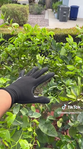 Boost Your Lime Harvest with Proper Pruning Techniques