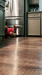 Sprout learning from the others. | Michigan Doodle Rescue Connect