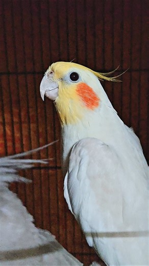 Cute Cockatiel Singing Cockatiels' Craze!
