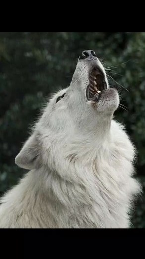 1K views · 44 reactions | Thousand years. graywolf reels. | graywolf | Facebook