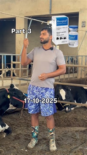 SA dairy farm on Instagram: "Pregnant your cows"