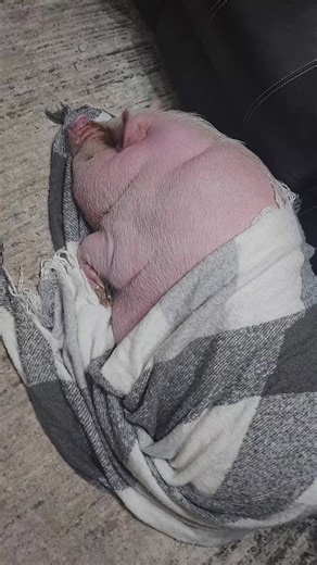 Good Night Celebrations with Miss Piggy Cosplay