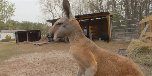 Is it legal to own a kangaroo in South Carolina? Here’s what a lawyer says