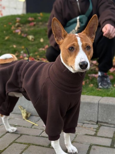 Custom Fleece Dog Sweater – Made to Measure, Warm Winter Clothes for Small & Large Dogs - Etsy Canada