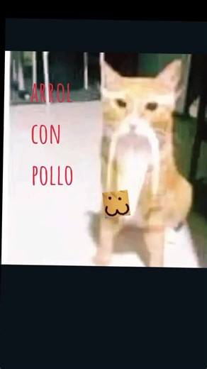 Videos de dom.carmelox.sir.papancha (@domcarmelox) con “sonido original - borra la cuenta”