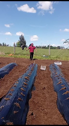 Effective Seed Planting Techniques in Agriculture