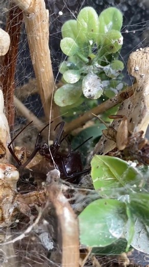 Discover the wonders of pet snakes and tarantulas