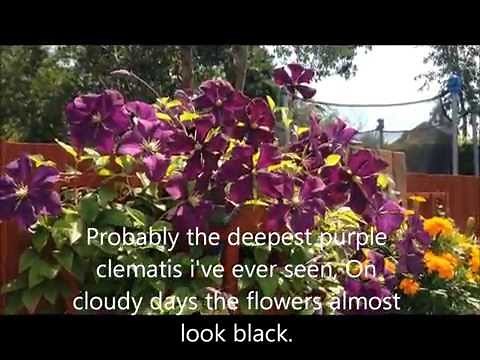 clematis jackmanii, Deep purple. Help and care
