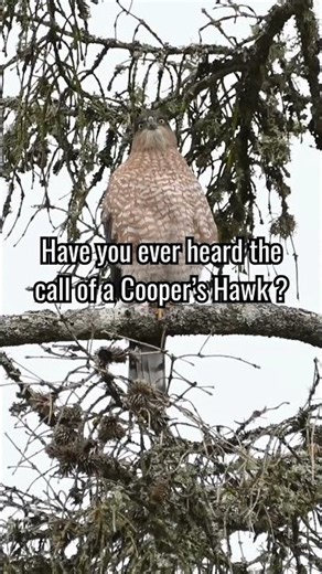 Listen: The Surprising Cooper's Hawk Call (Have you heard this before?) #birds #birdsounds