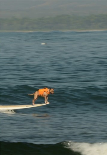 Dogs Surfing: Fun Adventures on the Waves
