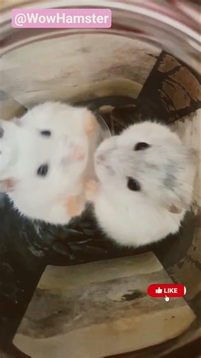 Funniest Hamster Moments Ever 😂🐹 | Try Not to Laugh! #shorts