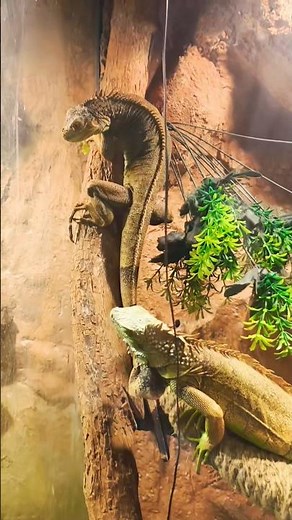 Inside the Life of a Green Iguana | Tropical Reptile Secrets #goldenlizard #reptilelife #lizard