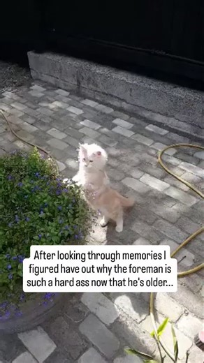 Now Loki's origin story is complete... The Foreman has his vengeance. #mainecoon | Crankiepantsnz