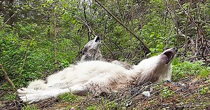 Lazy wolves refuse to stand and howl